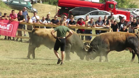 Medonja od Tanasića vs Medonja od Omerdića