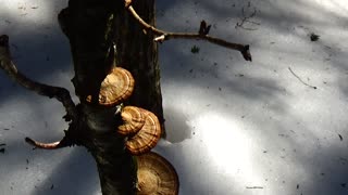 Mushrooms