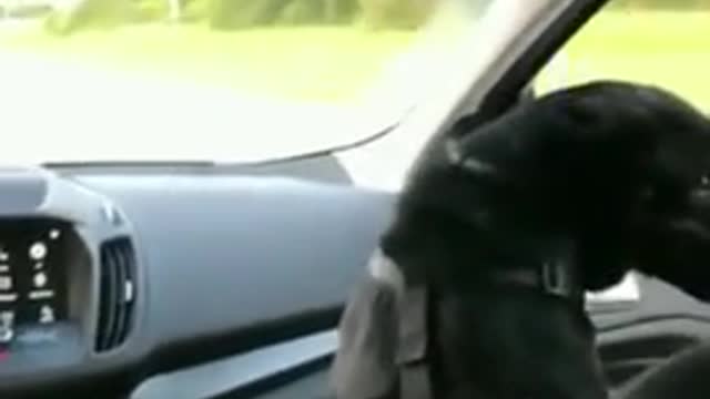 doggo tries to duck under a bridge