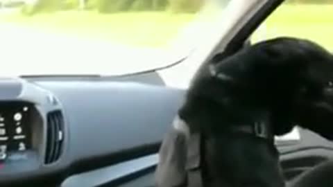 doggo tries to duck under a bridge