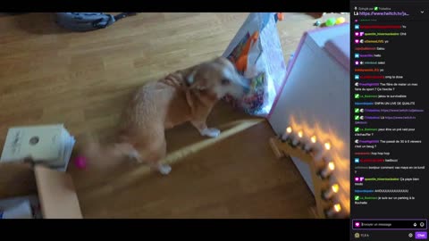 2023-02-06 (2bis) - Début de la promenade caca - Twitch Meutemediatique (version avec chat)