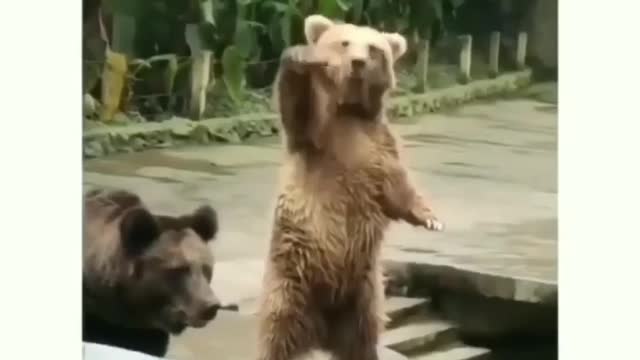 The hungry bear