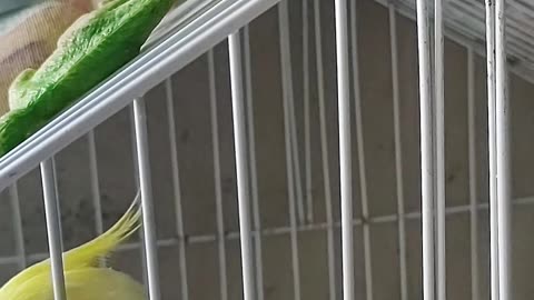 Cockatiel playing with dinosaur