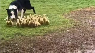 A border collie gently guiding ducklings