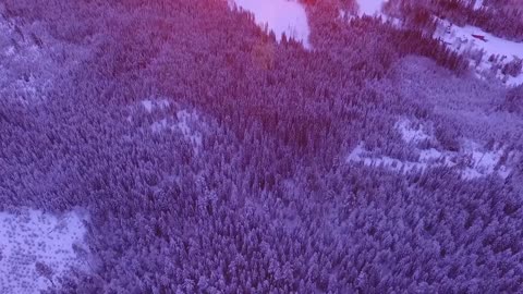 Forest - Free Stock Footage (No Copyright) ---- Sunrise, Purple 1