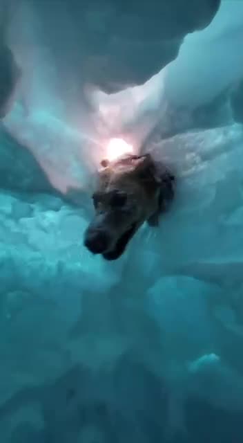 Avalanche locate and rescue dog training 😍