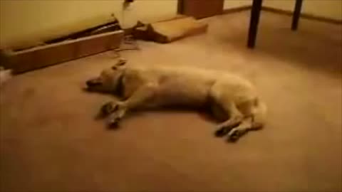 Cute Dog Having Weird Dreams