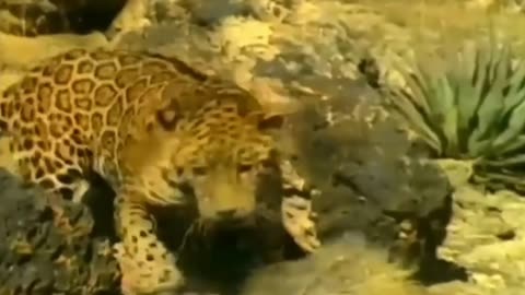 Jaguar attacks coyote