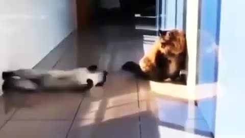 Funny cat