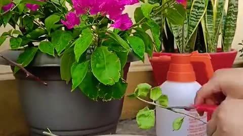 Grow Bougainvillea Plant at Home