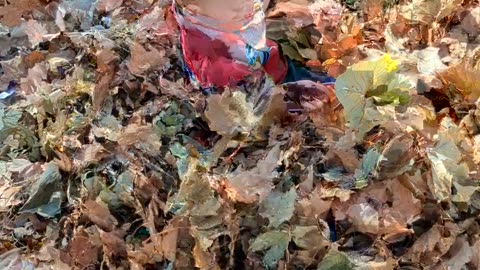 Reece playing in leaves