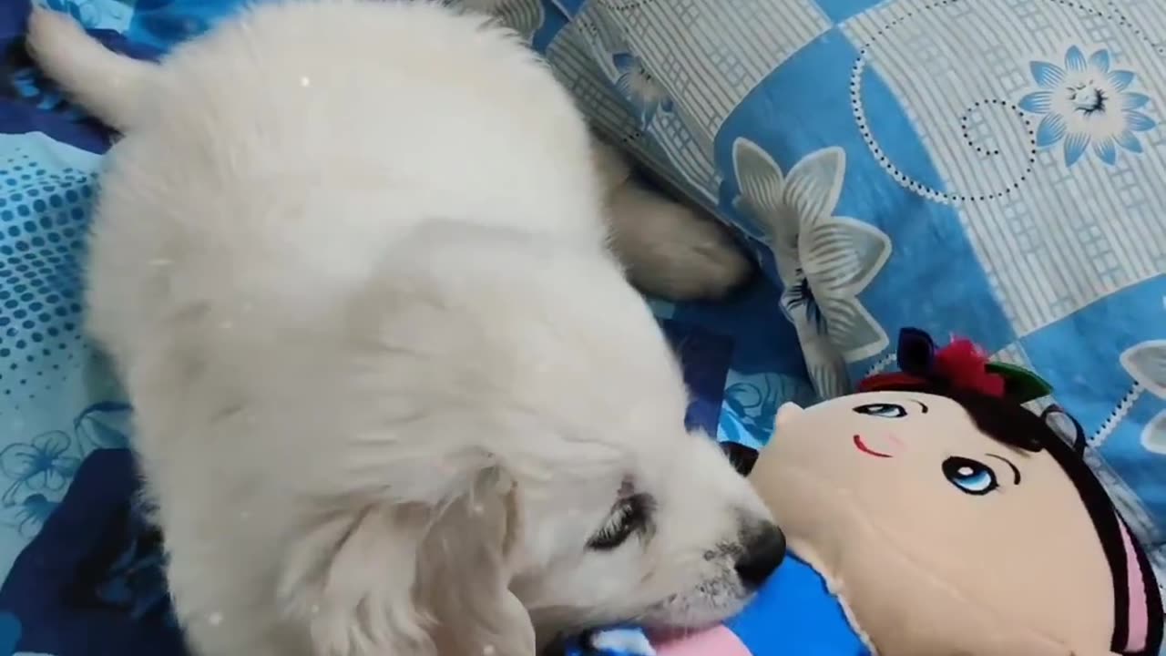 Golden Retriever Gets fighting with Toy Doll