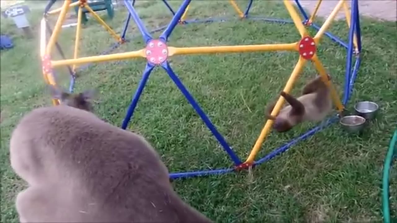 Cute baby Sloth plummets - Funny Videos