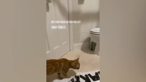 funniest videos