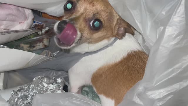 Greedy Pup Can't Keep Paws Off Leftovers