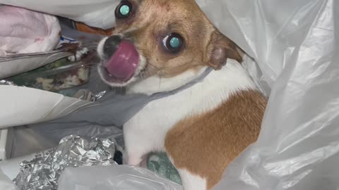 Greedy Pup Can't Keep Paws Off Leftovers