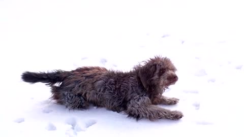 Funny Dog Playing and Jumping in the snow