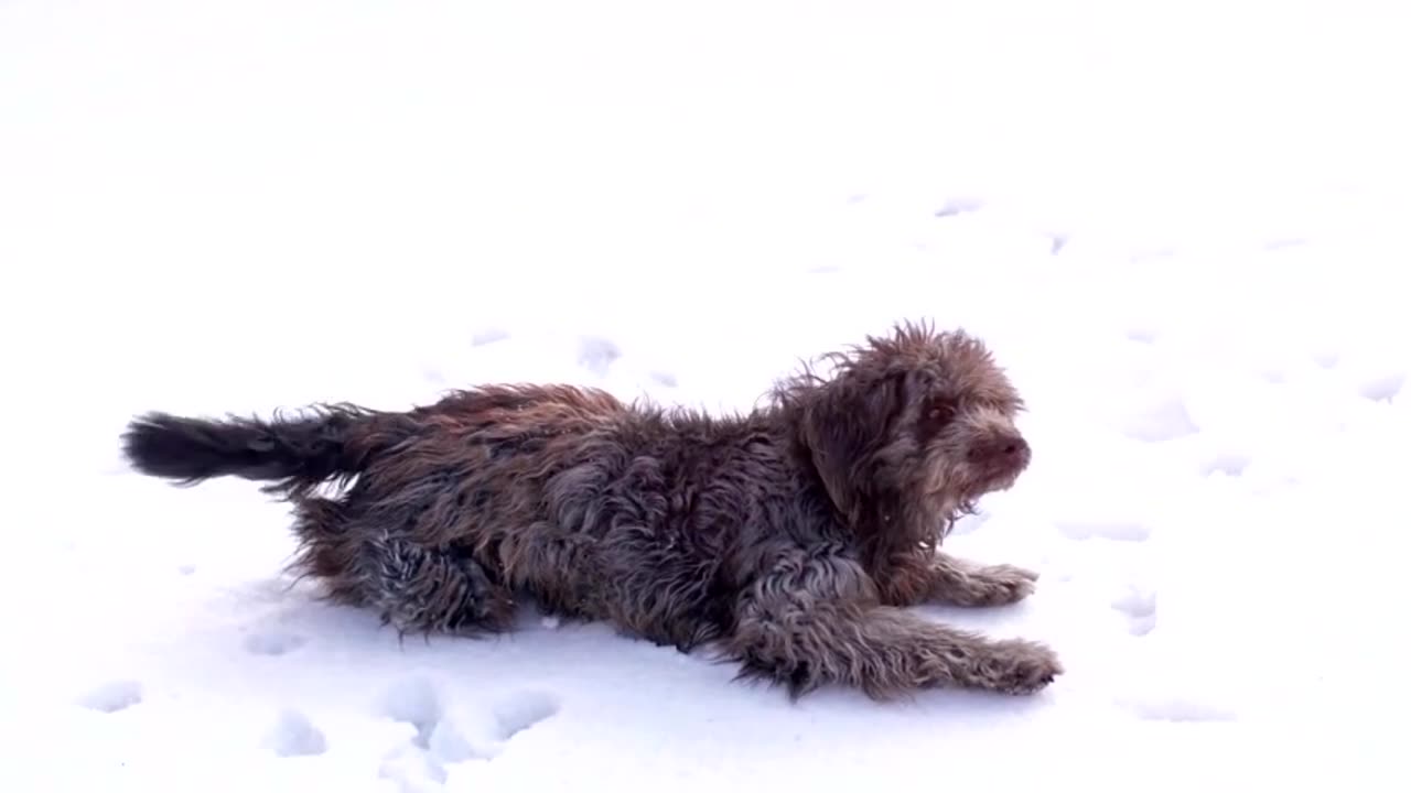 Funny Dog Playing and Jumping in the snow