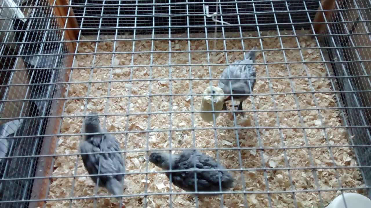 got me some chicks!