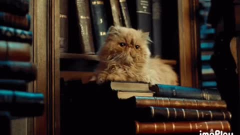 Library Cat Gif 📚