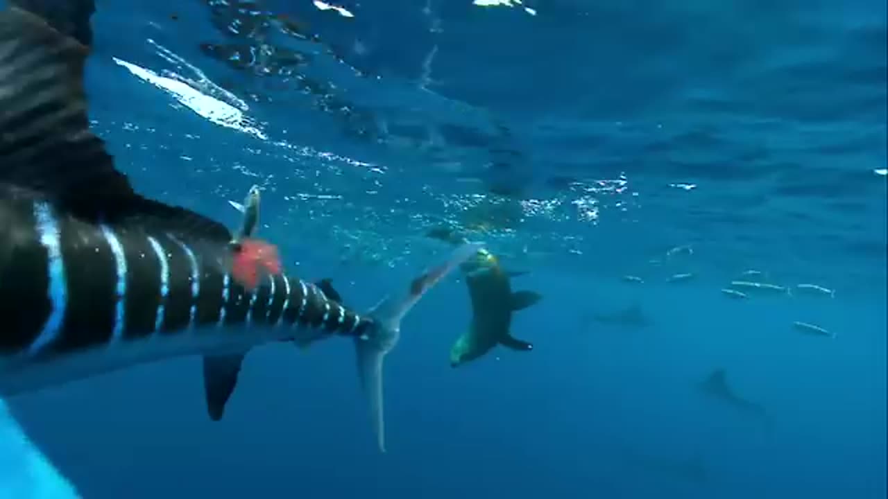 SPEARED by a MARLIN