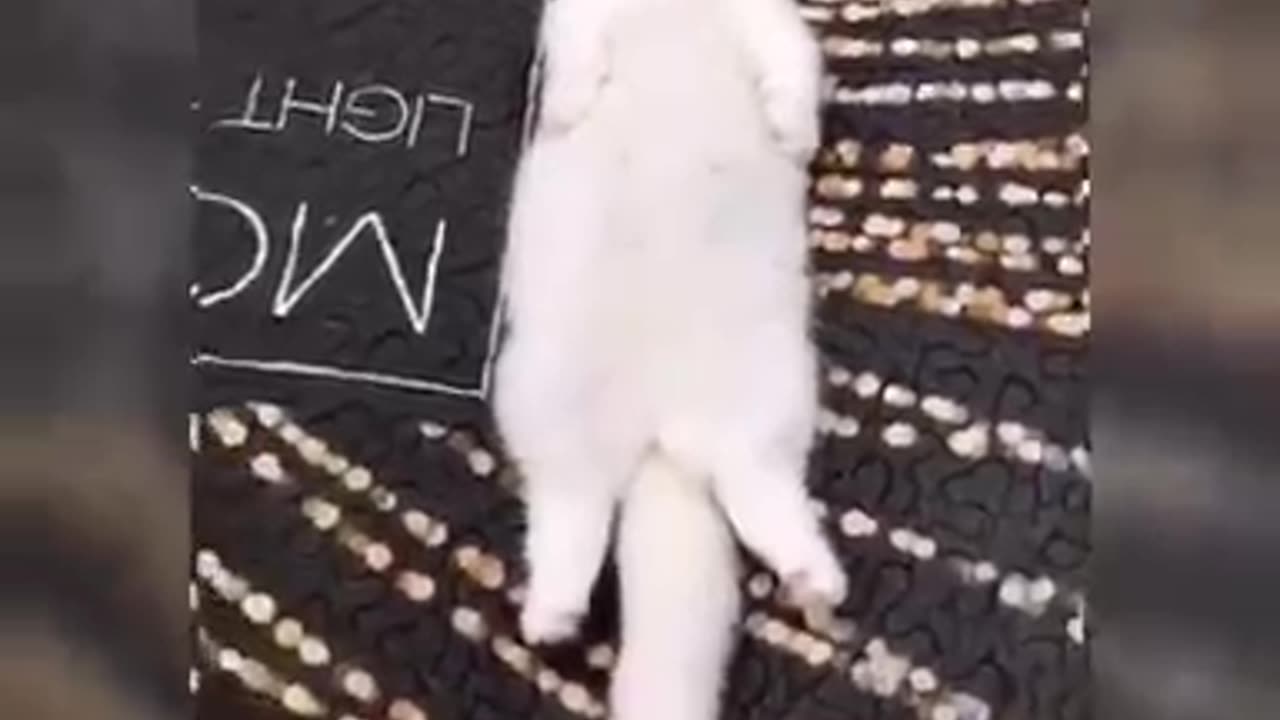 Adorable and Hilarious Cat Video Collection | Feline Fun Videos