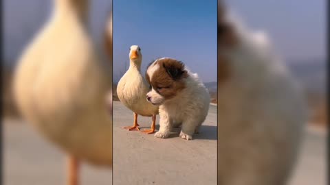 puppy running in the wind