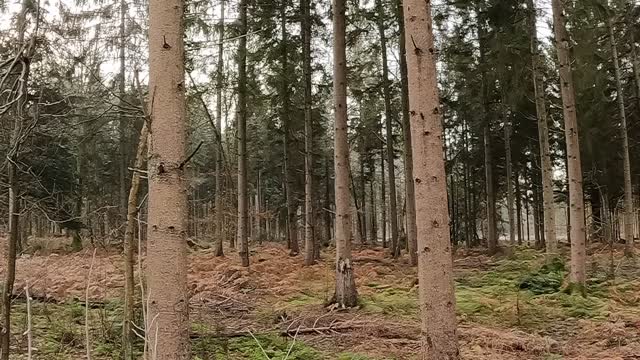 Panoramic view of a woodland . 22nd Jan.2023