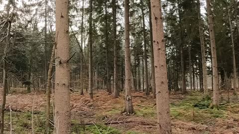 Panoramic view of a woodland . 22nd Jan.2023