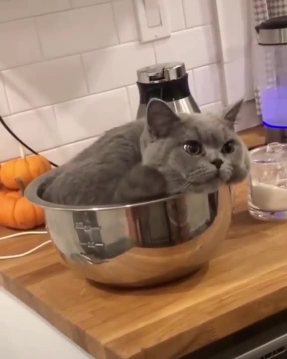 What a plump tail (precisely a tail)...😘😍😻