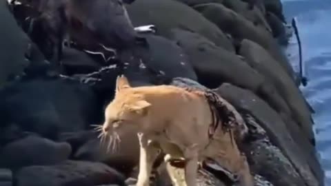 Cats Fight until they get into the water