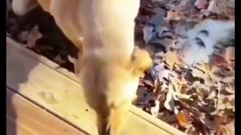 Chicken looking for problems