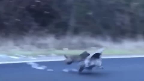 Wild cat attack