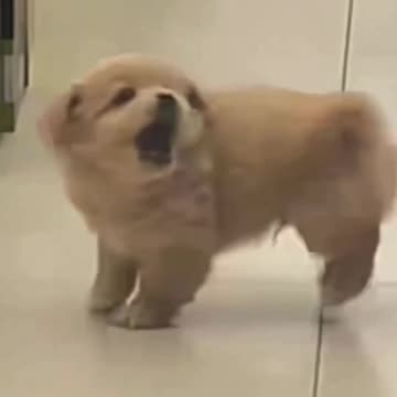 Pup finally catches it’s tail 😊