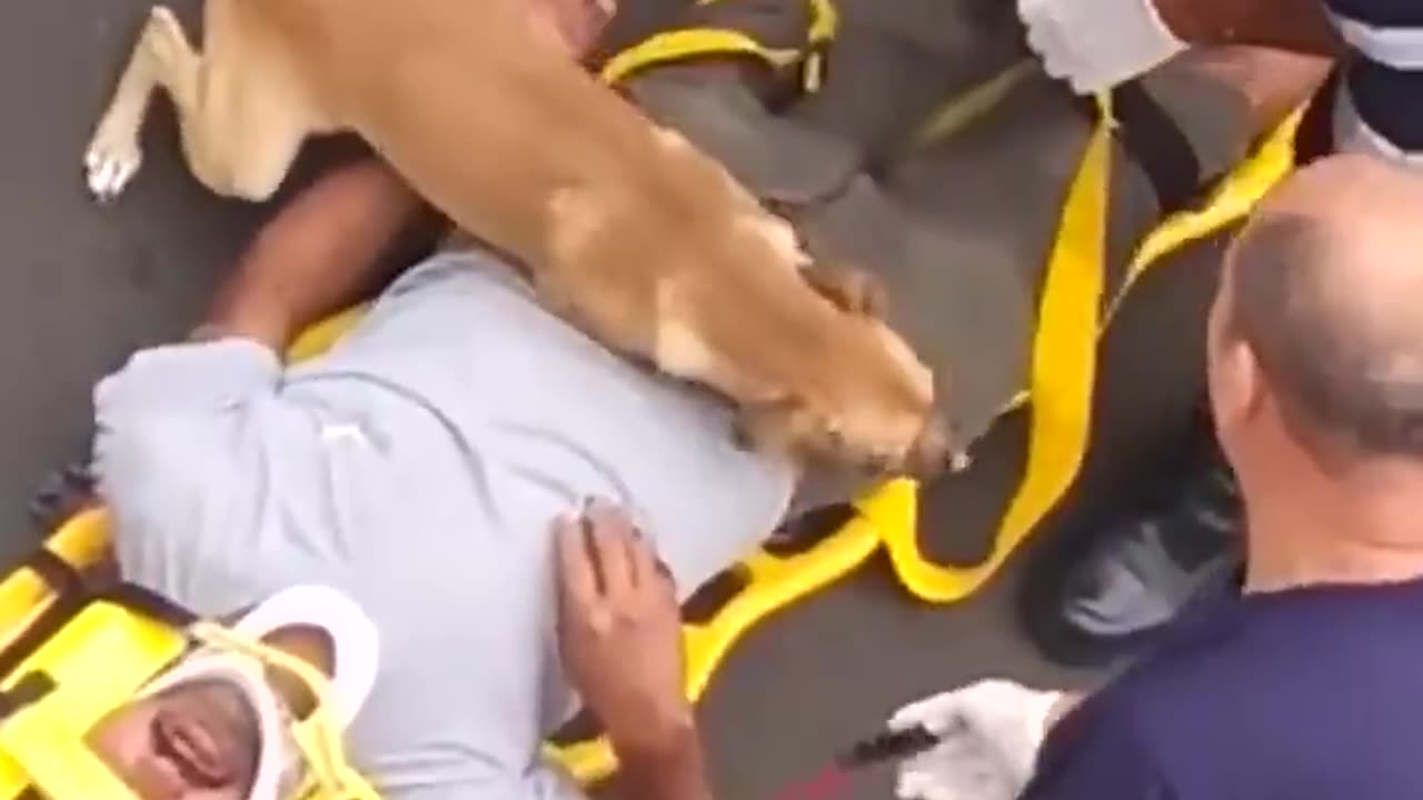 Nothing will stop this dog from protecting his owner