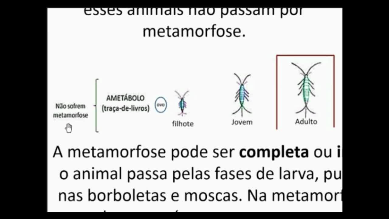 Seres Vivos: Invertebrados - Artrópodes - MinhaEscolaWeb