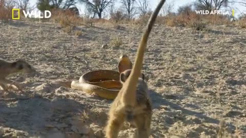 Cobra Vs. Meerkat | Wild Africa | National Geographic Wild UK