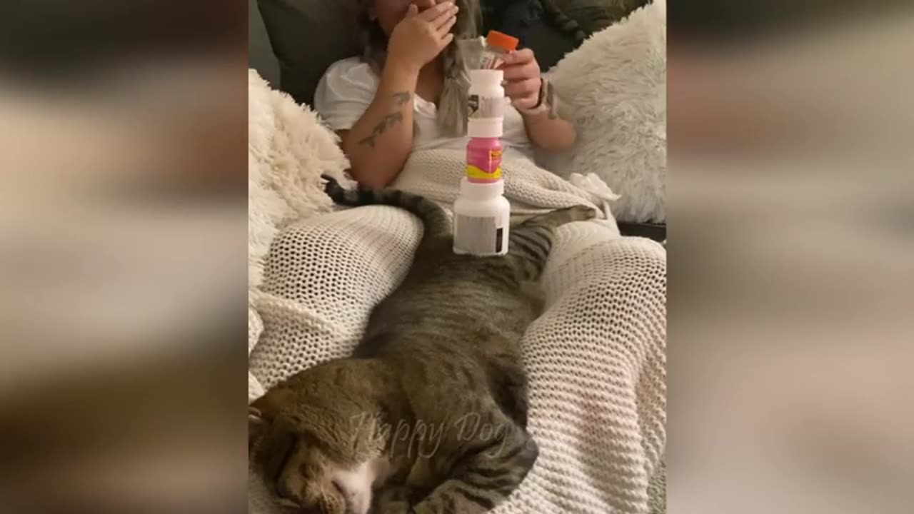 Funny and beautiful Animals compilation