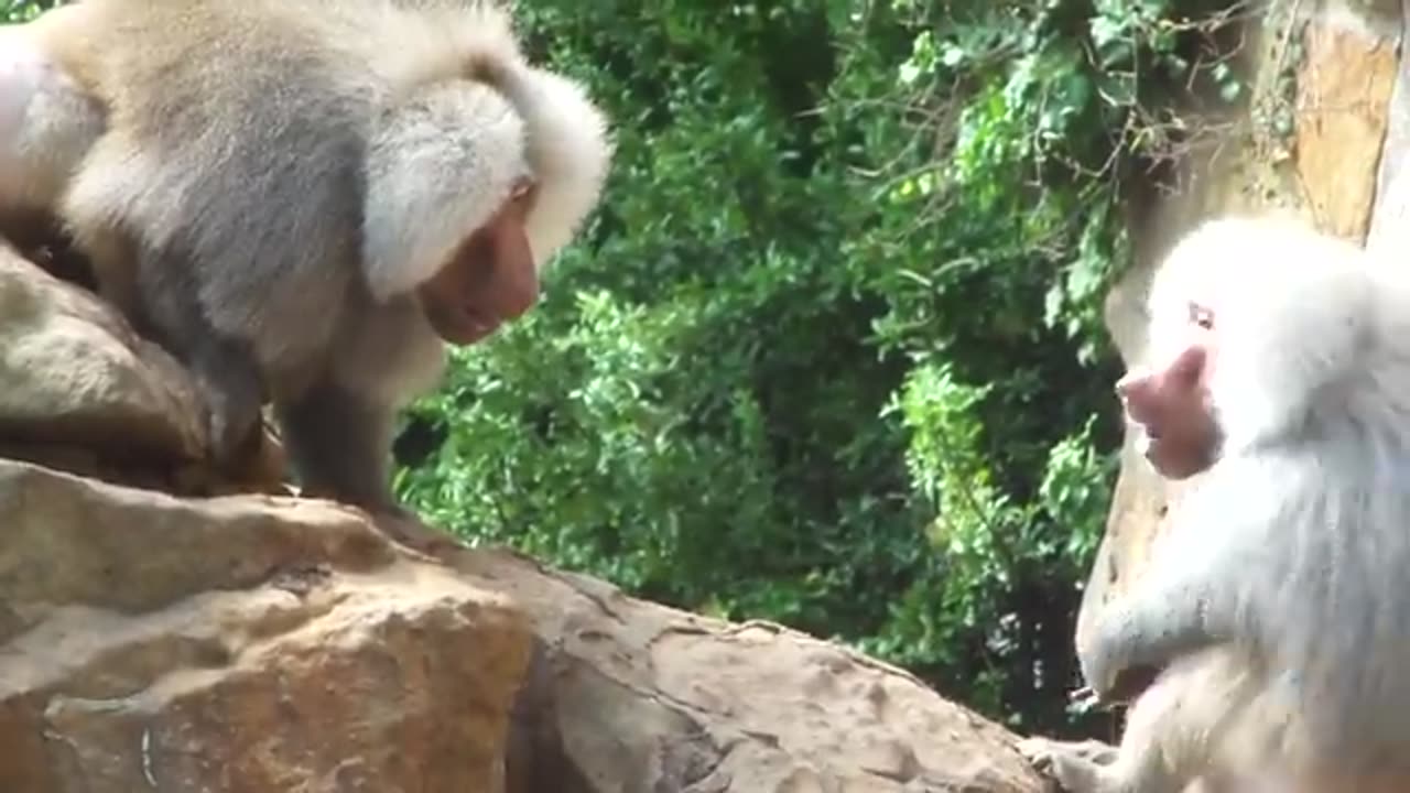 Pavian Kampf Baboon Fight Territorial
