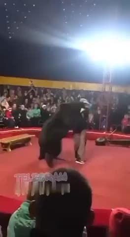 Circus Cruelty