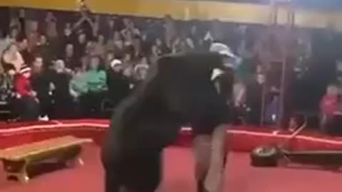 Circus Cruelty
