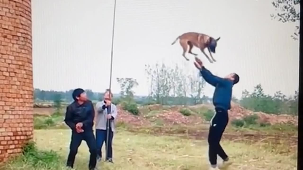 Super dog