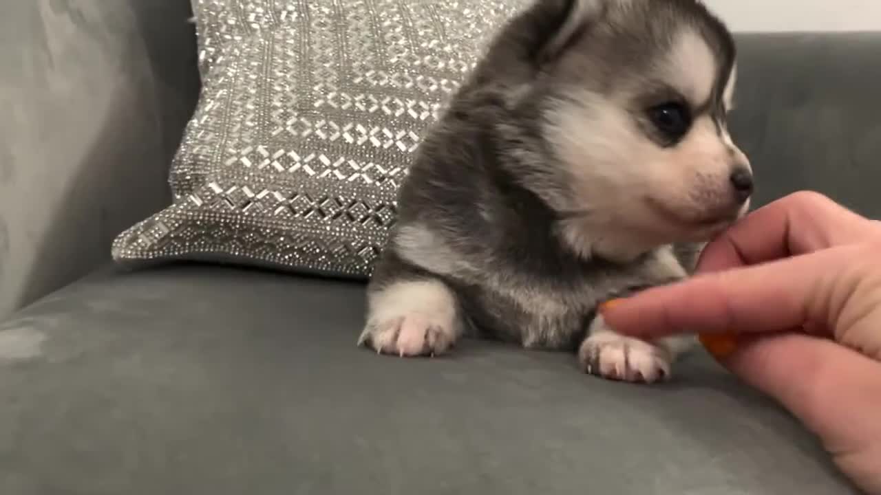 Best Bowtie Pomsky Love - Noel Pomsky Puppy Boy Most Gentle Soul