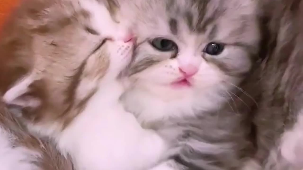 Laugh over! My cat's playfulness is more than usual