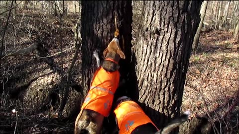 Rocky and Bobbi Hunting Rabbits - Find a Coon Instead