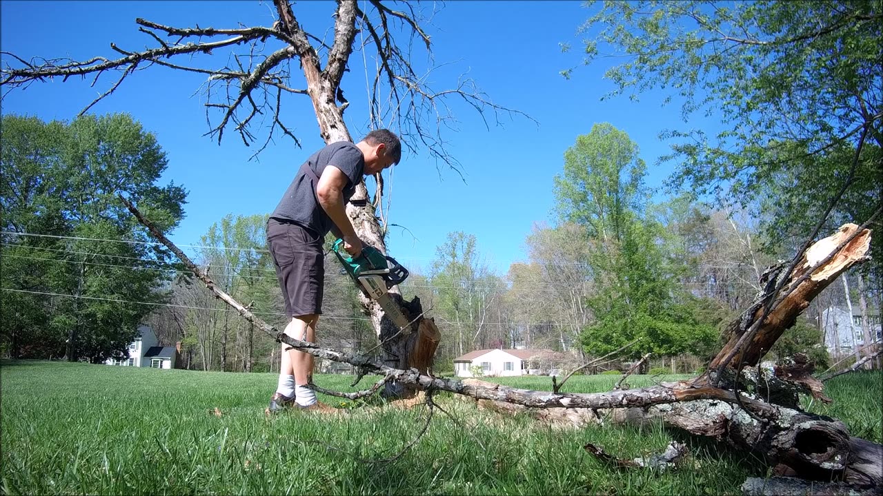 Dereal 62CC Chainsaw In ACTION!