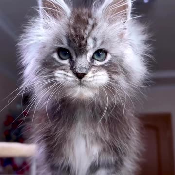 Rawrrrr... Iam the cat !!!!