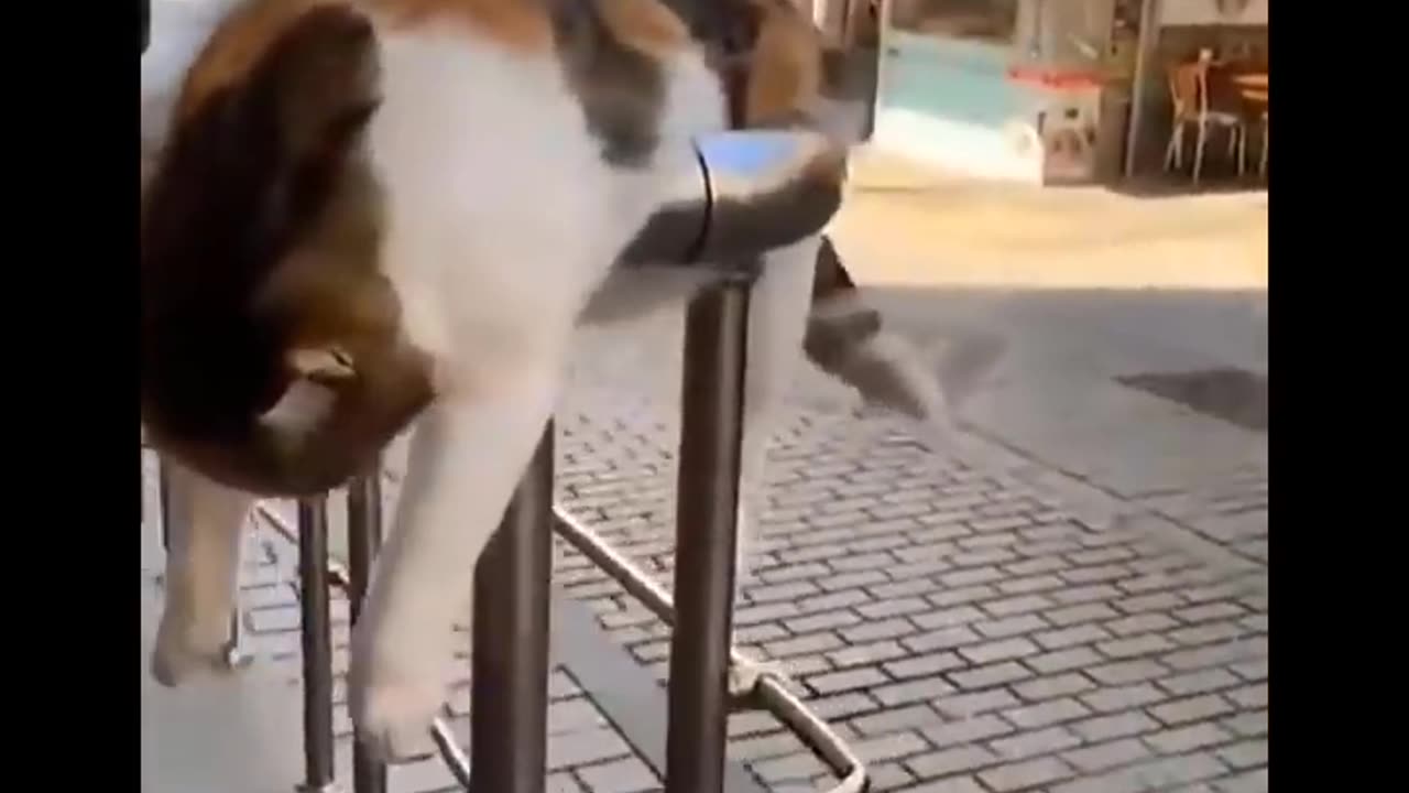 Funniest Cats 😹 - Don't try to hold back Laughter 😂 - Funny Cats Life