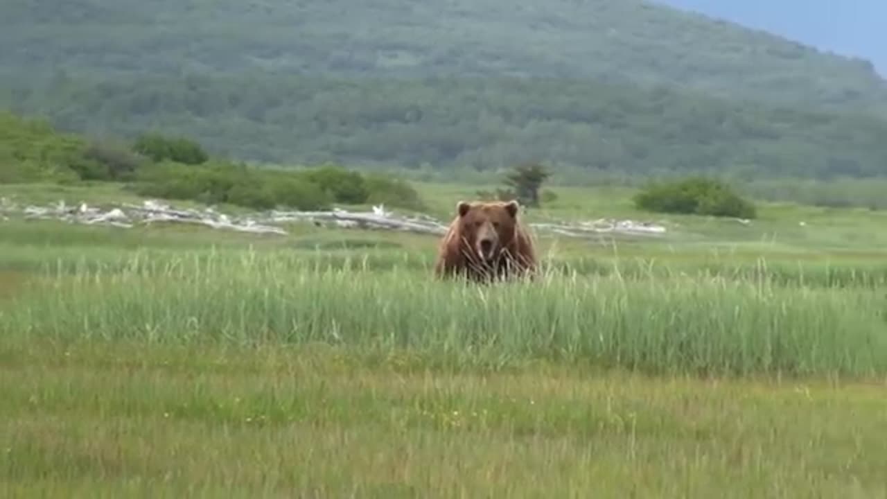 Battle Of The Giant Alaskan Grizzlies, grizzly vs grizzly, alaska