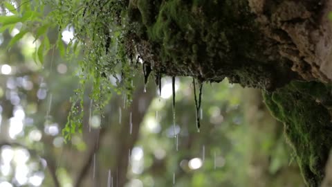 heavy rain deep in a forest Forest Royalty Free Stock Videos 3